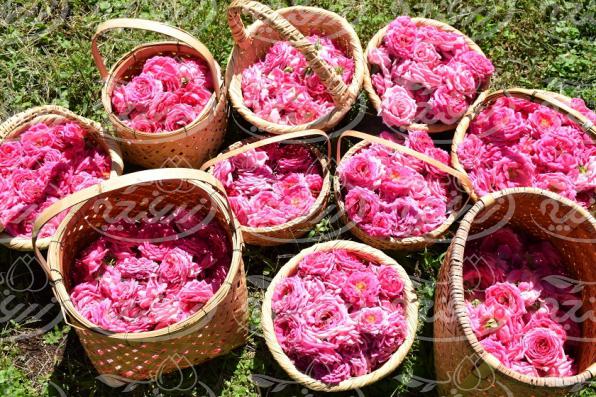 بررسی کیفی غنچه گل محمدی لایزنگان