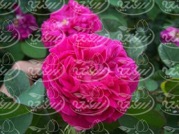 خرید انواع غنچه گل محمدی لایزنگان